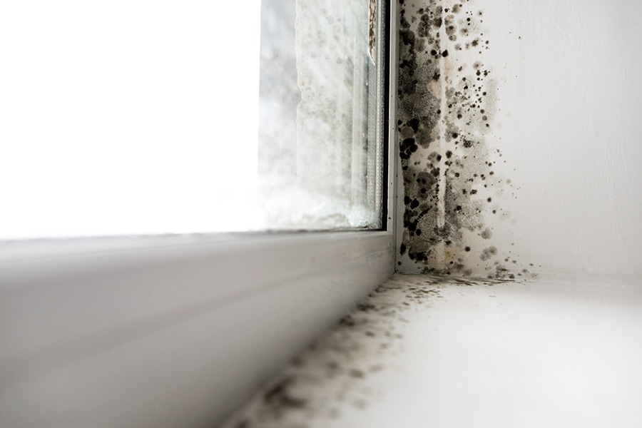 Black Mold Can Cause Significant Health Issues To You And Your Family.