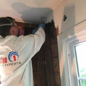 raleigh mold remediation