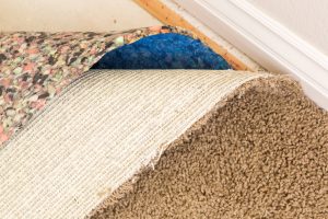 Many Types Of Mold Grow Under The Carpet With Enough Moisture