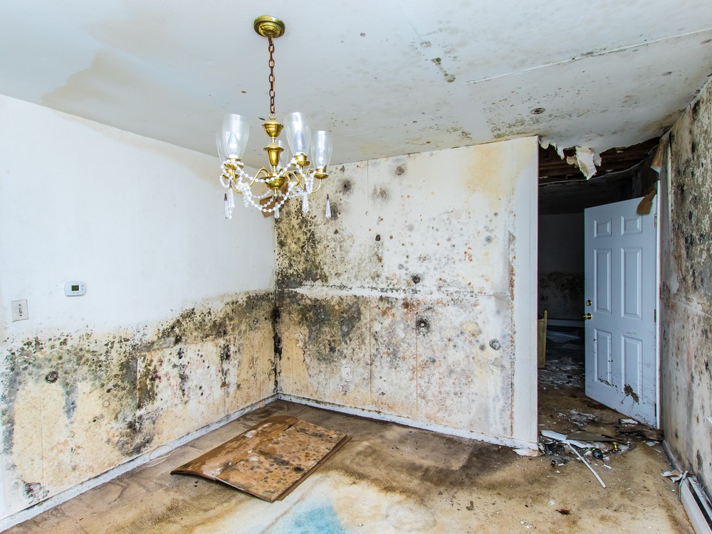 Mold Myths Debunked: Everything You Need To Know About Mold In Your Home