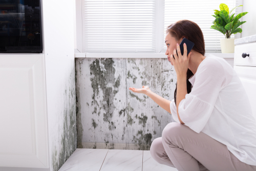 Here’s How To Handle Mold In Your Rental Home (With Your Landlord)