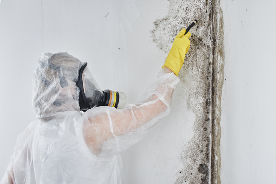 What To Expect From Commercial Mold Remediation In San Antonio North