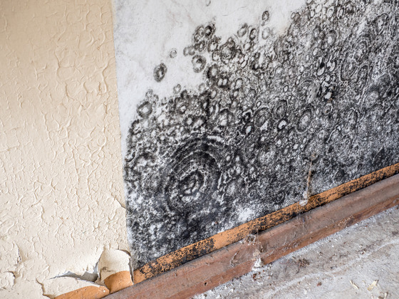 How To Stop Mold And Microbial Growth After Your Home Floods