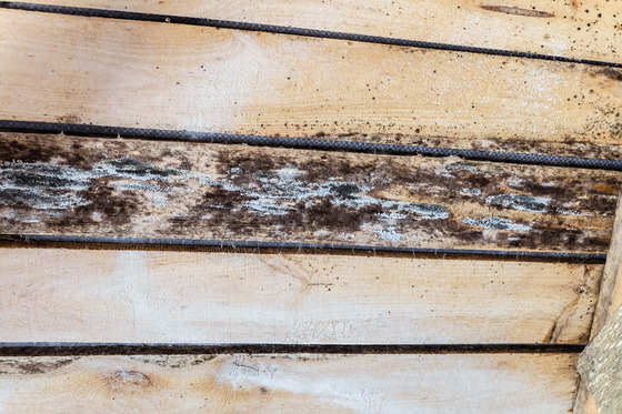 How To Prevent Attic Mold
