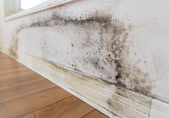 Types Of Mold To Look Out For After Water Damage